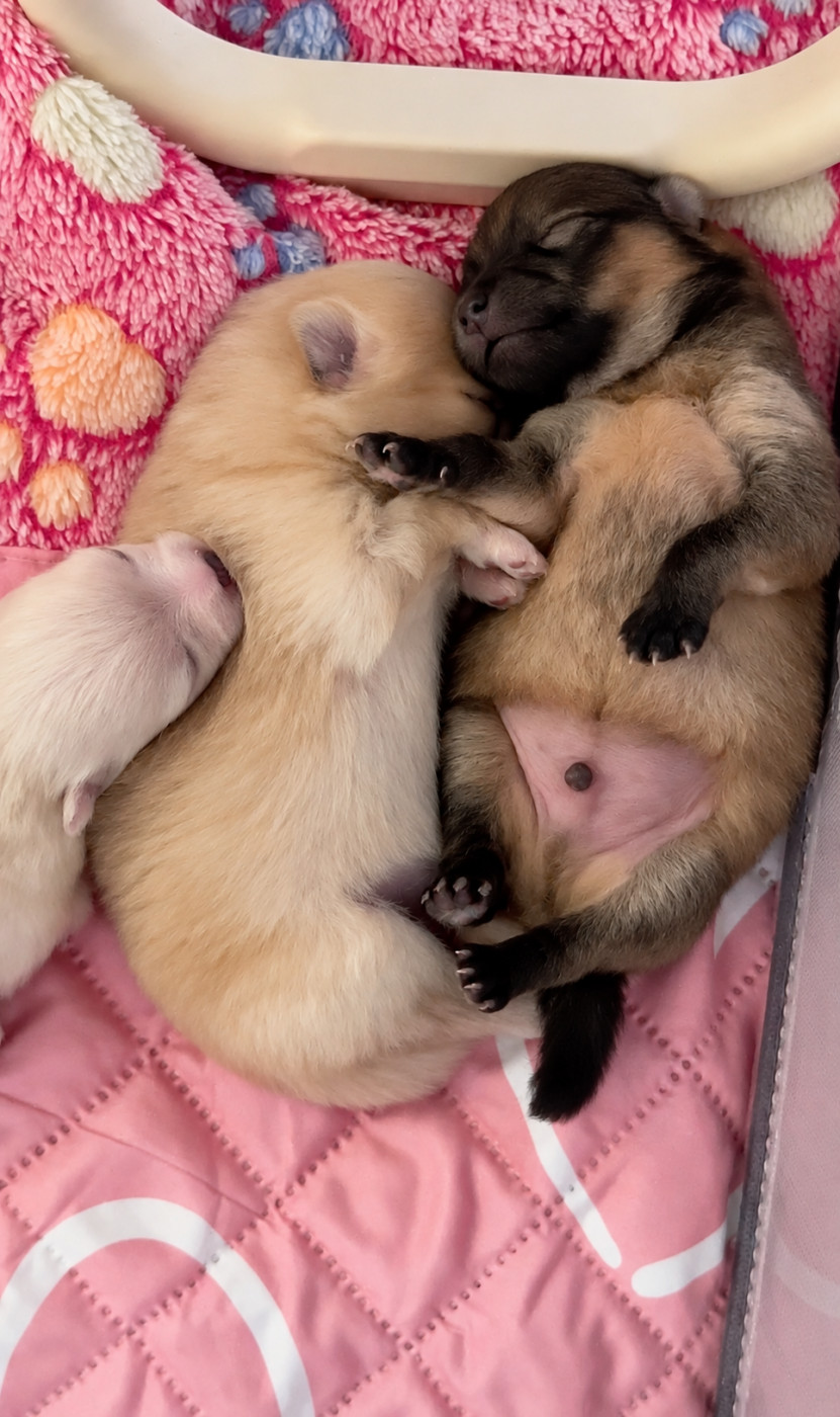 Chiot Spitz allemand Lola Guadagnini